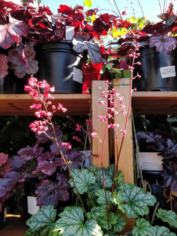 Flowers as well as spectacular foliage!