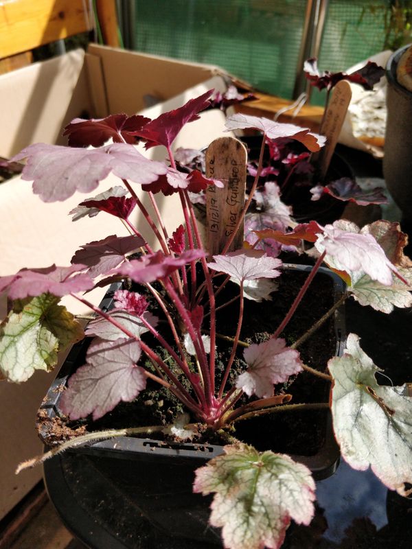 Battling the Evil Weevil!